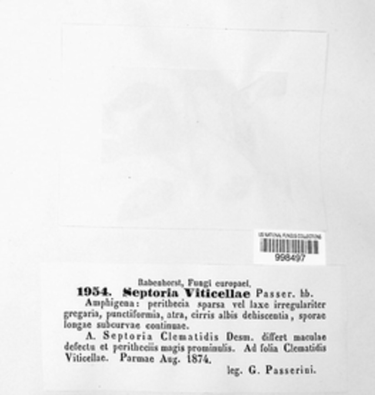 Septoria viticellae image